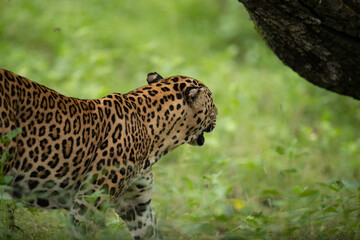 Leopard moving close to a tree for scent marking at Kabini Forest Reserve, India