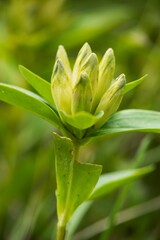 close up of a plant