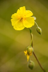 Yellow flower on a summer background meadow in the countryside.