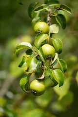 Green apples on an apple tree on the organic farm.