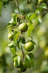 Green apples on an apple tree on the organic farm.