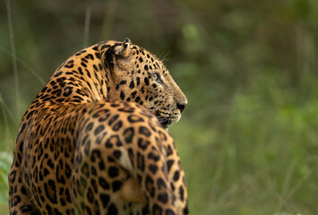 Fototapeta na wymiar Portrait of a Leopard in green at Kabini Forest Reserve, India