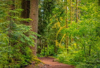 Pathway through the pine trees in the Lynn Canyon Park forest in Vancouver, Canada