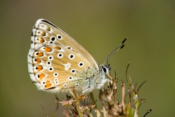 Fototapeta na wymiar Butterfly on a flower detail on the background.