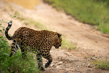 Fototapeta na wymiar Leopard moving at Kabini Forest Reserve, India