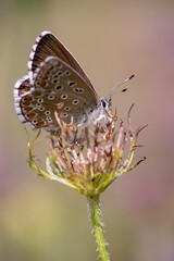 Butterfly on a flower detail on the background.