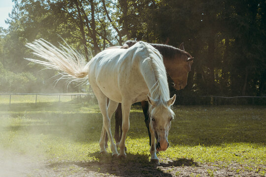 A pair of beautiful horses ath the stud in Jan&oacute;w Podlaski, Poland.