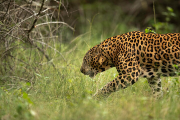 Closeup of Leopard walking in green at Kabini Forest Reserve, India
