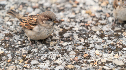 Bird on a gravel path