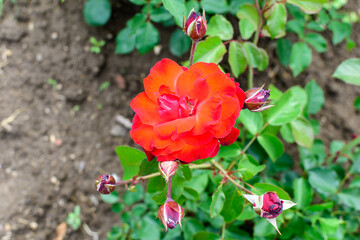 Fototapeta premium Close up of one delicate vivid red rose in full bloom and green leaves in a garden in a sunny summer day, beautiful outdoor floral background photographed with soft focus.