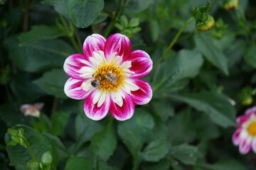 kleiine Dahlie mit einer Biene weiß gelb rosa