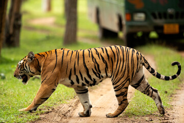 Naklejka na ściany i meble Tiger crossing the road at of Kabini Forest Reserve, India