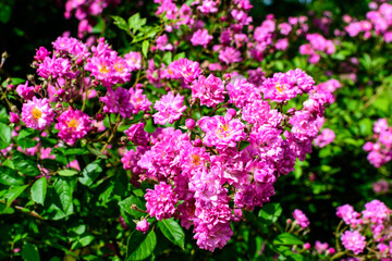 Bush with many delicate vivid pink magenta rose in full bloom and green leaves in a garden in a sunny summer day, beautiful outdoor floral background photographed with soft focus.