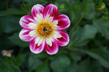 Obraz premium kleiine Dahlie mit einer Biene weiß gelb rosa