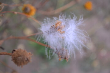 a feather on a dead flower in the wind