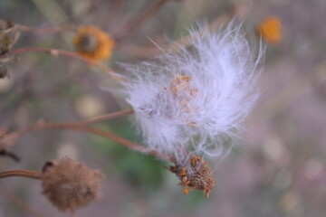 a feather on a dead flower in the wind