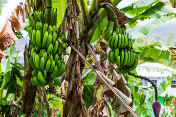 Grenada, eine Plantage auf karbischen Insel.