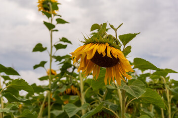 sunflower flower with the head down