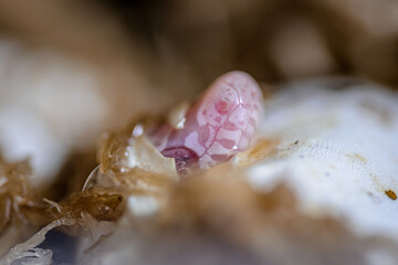 hatching from the egg