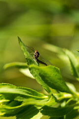 Drake Mayfly resting on a green leaf