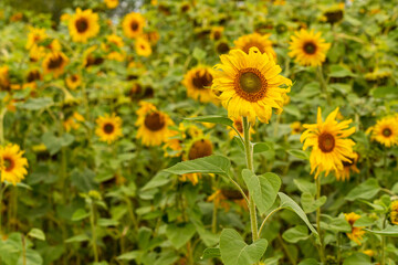 Obraz premium flower blossom with yellow petals and green leaves