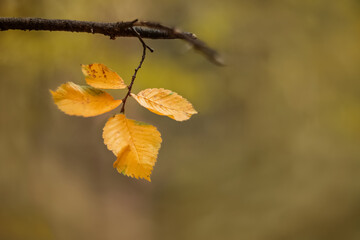 Last yellow autumn leaves on twig on blurry background. Selective focus