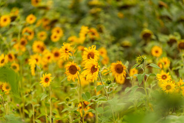flower blossom with yellow petals and green leaves