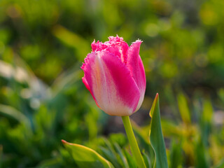 Tulipa Fancy Frills - Fringed Tulip