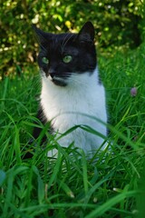 black and white domestic beautiful cat sitting in the tall green grass in the garden