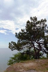 Fototapeta na wymiar Pine tree grown on clay cliff on Dnipro river, Ukraine