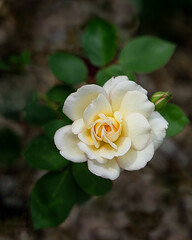 White rose in the shadow