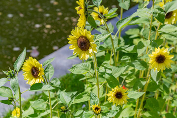 Yellow large sunflower on a bright summer day