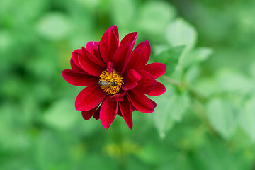 Red aster with a bee in the yellow center 