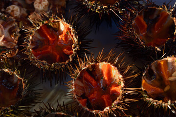 Several freshly sliced ​​sea urchins with orange eggs lie next to each other for consumption