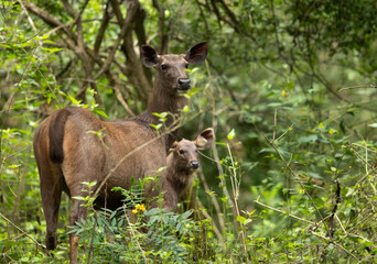 Sambar deers in the lush green forest of Kabini, India