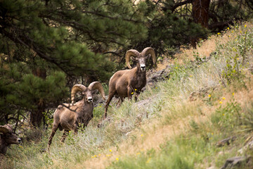 Big Horn Sheep