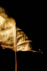 Autumn mood. Autumn poplar leaf on a black background.
