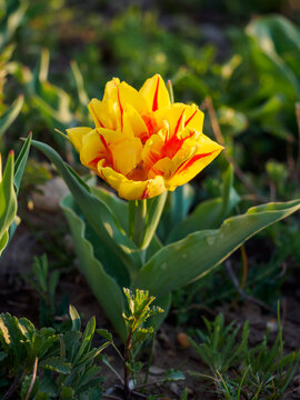 Tulipa Monsella - double-flowered tulip