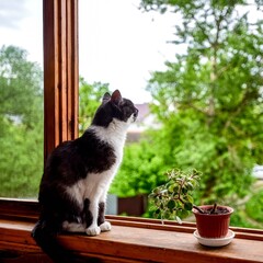 domestic black and white cat sitting at home on the windowsill and looking at the street