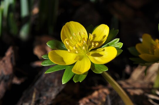 Rannik zimowy (Eranthis hyemalis), jeden z najwcześniej kwitnących wiosną kwiatów