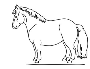 Fototapeta premium Scottish pony, drawing from the side