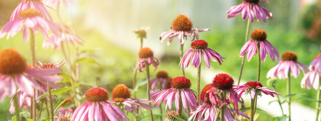 Echinacea Purpurea or Pink Coneflower in garden. Summer flower background. Selective focus....