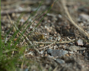 Grass hopper on the sand