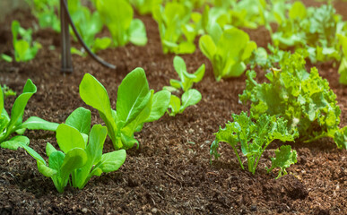 Selective focus at young green cos lettuce on foreground with frillice icebergs are growing in organic nursery plot