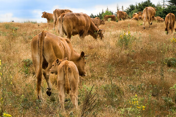 Herd of cows in meadow