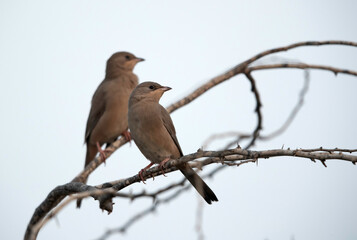 Grey Hypocolius at Hamala in the morning, Bahrain