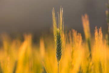 Remember the Summer, corn and bread.
