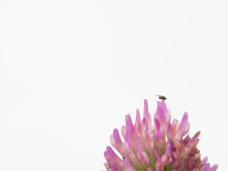 Fly on a pink flower
