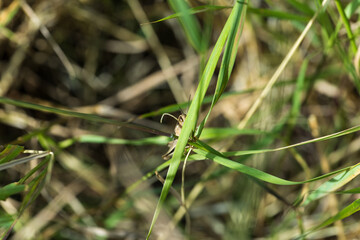 Grasshopper trying to hide behind a blade of grass.