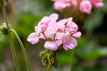 Naklejka na ściany i meble Geranium pelargonium plant with pink flowers in summer garden